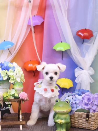 20230620メルちゃん